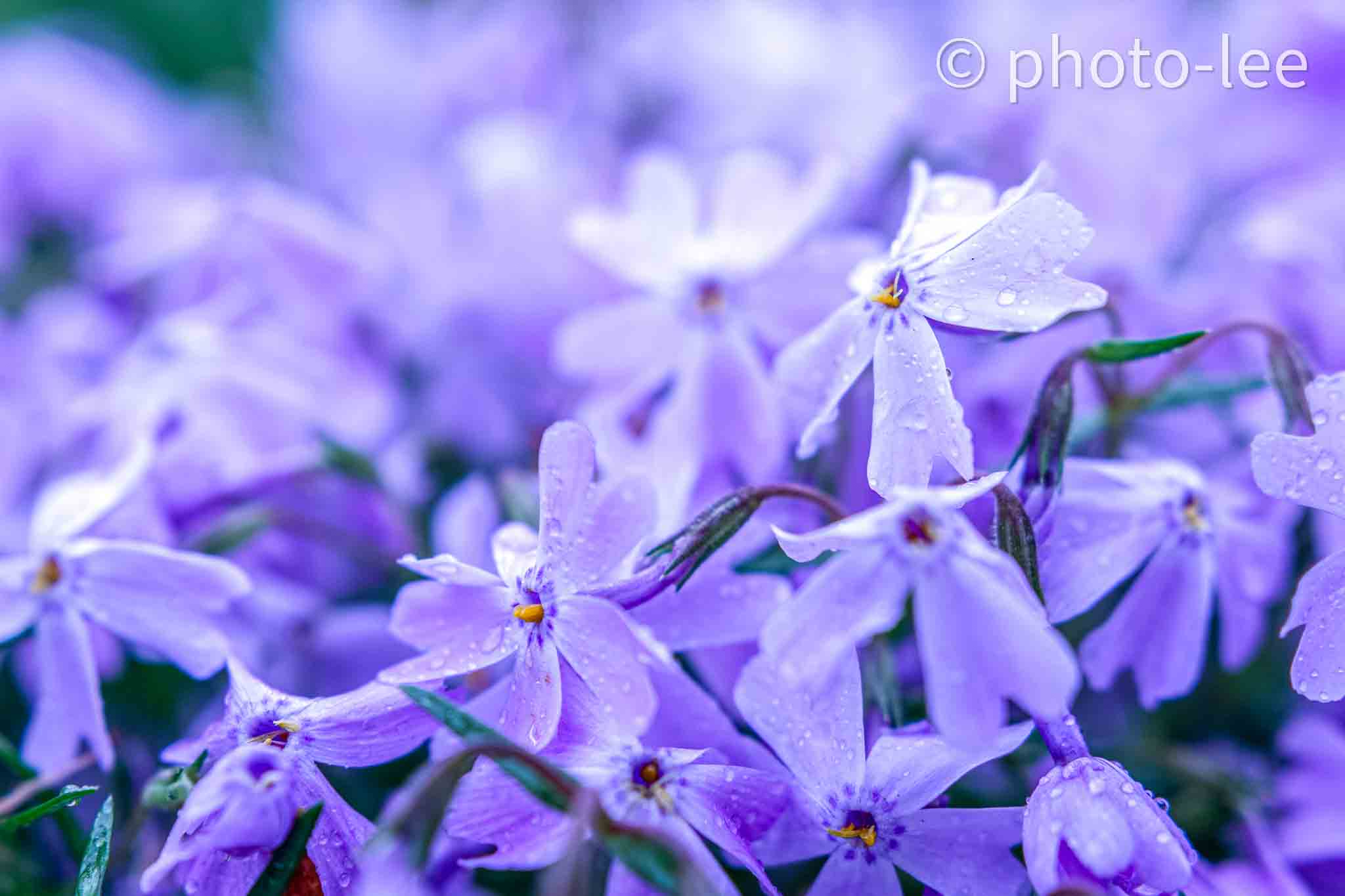 Nahaufnahme von vielen kleinen blauen Blüten